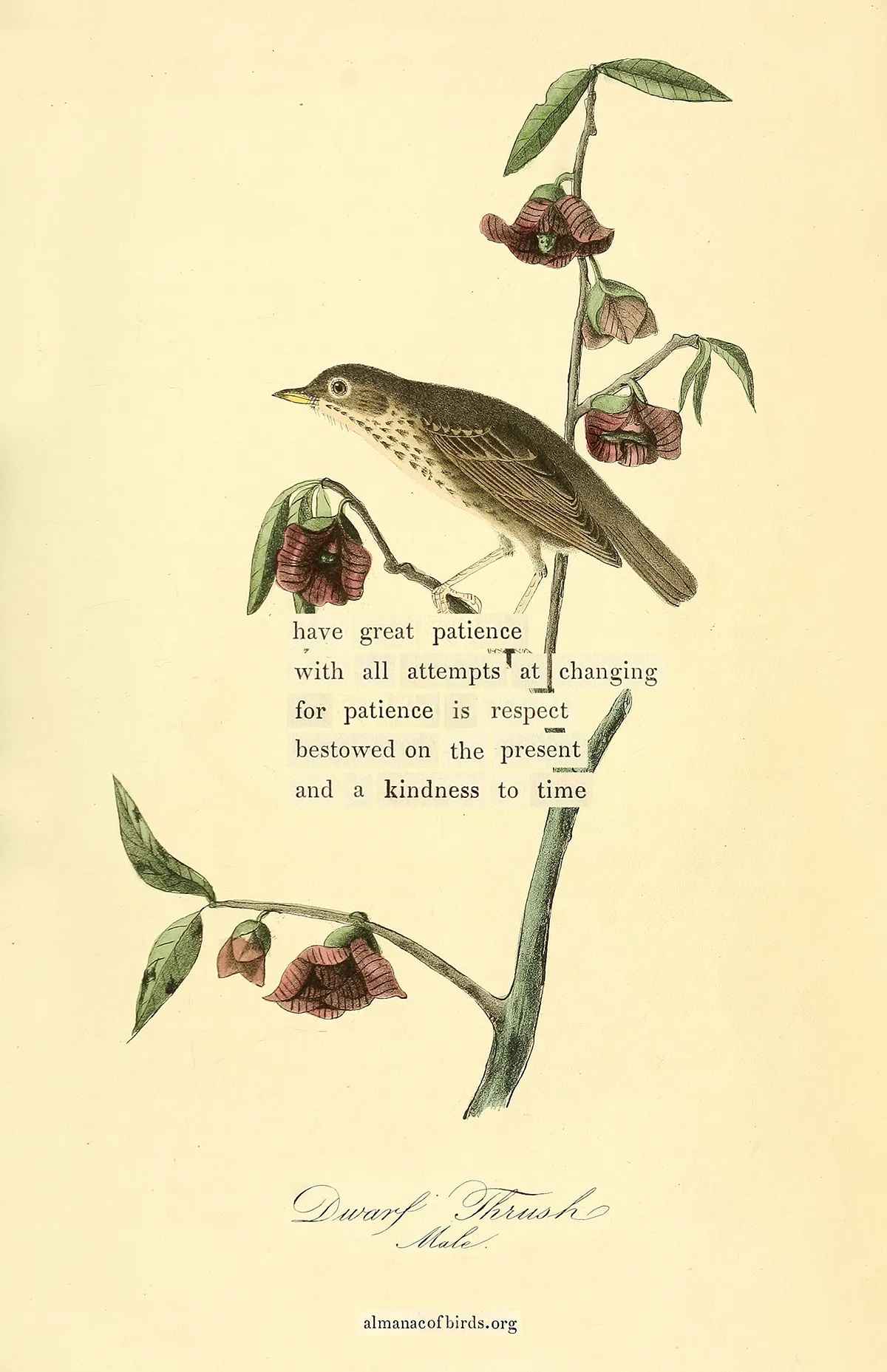 [almanac of birds](https://almanacofbirds.org)
