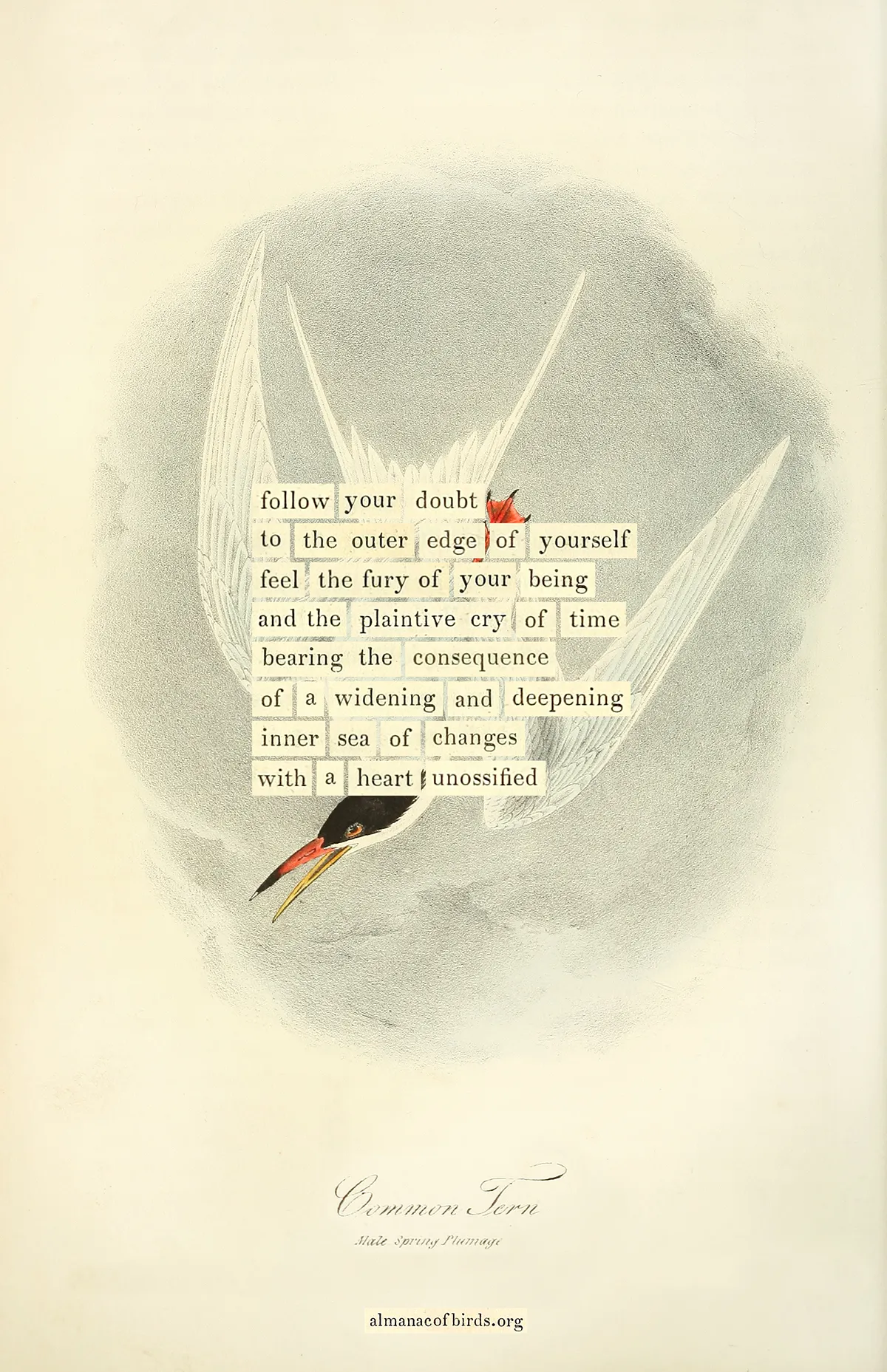 [almanac of birds](https://almanacofbirds.org)
