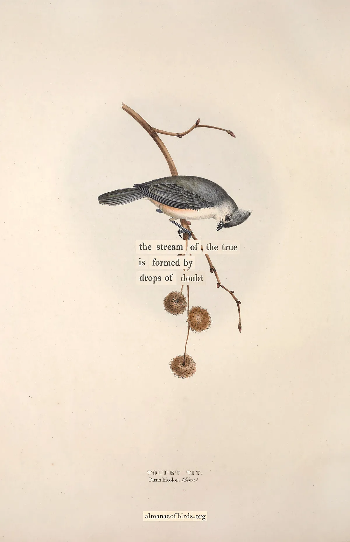 [almanac of birds](https://almanacofbirds.org)
